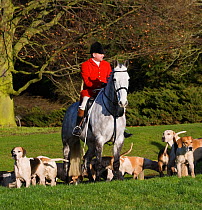 Huntsman of the Thurlow Hunt on his grey hunter with his pack of modern foxhounds, Suffolk, England, United Kingdom.  December 2009