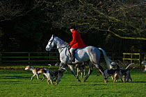 Huntsman of the Thurlow Hunt on his grey hunter riding off with his pack of modern foxhounds, Suffolk, England, United Kingdom.  December 2009
