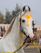 Domestic horse, Portrait of a Nukra stallion presented at the horse show during the Maghi Mela festival, Muktsar, Punjab, India. January 2010