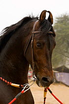 Portrait of a Kahtiawari stallion presented at the horse show during the Maghi Mela festival, Muktsar, Punjab, India. January 2010
