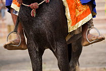 Domestic horse, close-up of naked feet in stirrups of a traditionally dressed Nihang (an armed Sikh soldier) mounted on his horse, during the Maghi Mela festival, Mukstar, Punjab, India. Janaury 2010