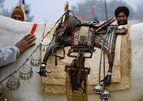 A rider stands next to his richly decorated horse during the Maghi Mela festival, Muktsar, Punjab, India. January 2010