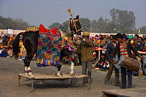 A man makes his Marwari horse dance on a stand during the Maghi Mela festival, Muktsar, Punjab, India. January 2010