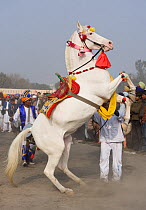 Domestic horse, a man makes his Nukra mare dance during the Maghi Mela festival, Muktsar, Punjab, India. January 2010