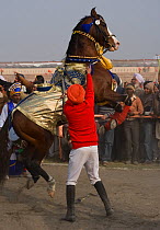 A Sikh man makes his Marwari horse dance and jump during the Maghi Mela festival, Muktsar, Punjab, India. January 2010