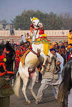 A Sikh man dancing with his Nukra horse during the Maghi Mela festival, Muktsar, Punjab, India. Janaury 2010