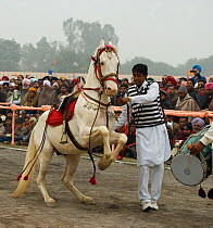 A Sikh man makes his Nukra horse dance to the rhythm of a drum during the Maghi Mela festival, Muktsar, Punjab, India. January 2010