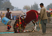 A Sikh makes his Nukra horse dance and kneel to the rhythm of a drum during the Maghi Mela festival, Muktsar, Punjab, India. January 2010