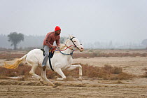 Rider galloping on his Nukra horse in the against-the-clock race during the Maghi Mela festival, Muktsar, Punjab, India. January 2010