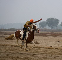 Sikh rider galloping bareback on his horse in the against-the-clock race during the Maghi Mela festival, Muktsar, Punjab, India. January 2010