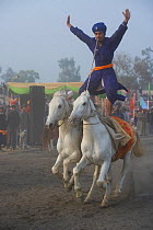 A traditionally dressed Nihang (an armed Sikh soldier) standing on the backs of two galloping Nukra horses during the Maghi Mela festival, Mukstar, Punjab, India, January 2010