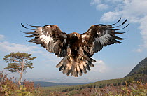Golden eagle (Aquila chrysaetos) sub-adult female in flight, Cairngorms National Park, Scotland, UK, captive