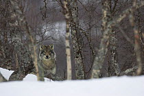 European grey wolf (Canis lupus) in snow-laden boreal birch forest, Nord-Trondelag, Norway, captive