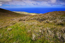 Grasslands on the Maunga Terevaka volcano summit, Easter Island, Pacific ocean, November 2004