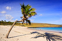 Woman walking along Anakena beach with Chilean Palm in the foreground, Easter Island, Pacific ocean, November 2004