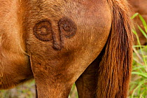 Horse branded with the sign of the god Make Make, Anakena beach, Easter Island, Pacific ocean, November 2004