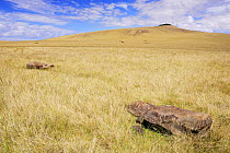 Fallen Moai statues on grassland below Maunga Puka Tikei volcano summit, Poike peninsula, Easter Island, Pacific ocean, November 2004