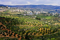 Jerash village with Olive groves (Olea europaea) in the foreground, Jordan, April 2009