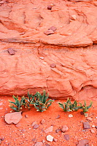 Desert plants growing below a rock slope near Anfashieh mountains, Wadi Rum Protected Area, Jordania