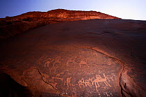 Old Nabatean petroglyphs of Anfashieh showing Dromedary camels and other animals, Wadi Rum Protected Area, Jordan