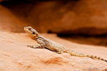 Broad-toed / Starred Agama lizard (Agama / Laukadia stellio) Burrah Canyon, Wadi Rum Protected Area, Jordan, April 2009
