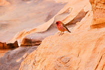 Sinai / Pale rosefinch (Carpodacus synoicus) Burrah Canyon, Wadi Rum, Jordan, April 2009