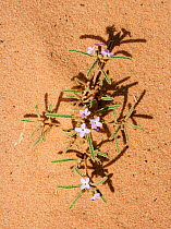 Desert flower (Eremobium aegyptiacum) flowering in the sand in Wadi Nuqra, Wilderness Zone, Wadi Rum, Jordan, April 2009