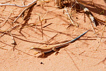 Fringe toed lizard (Acanthodactylus sp) in Wadi Nuqra desert, Wadi Rum Wilderness Zone, Jordan, April 2009