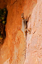 Broad-toed / Starred agama lizard (Laudakia / Agama stellio) El Qattar desert mountains, Wadi Rum Protected Area, Jordan