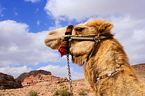 Dromedary camel (Camelus dromedarius) at Petra old city, Jordan, April 2009