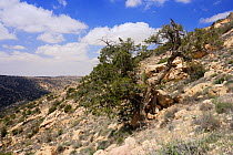 Old Phoenician Juniper tree (Juniperus phoenicea) in Dana Nature Reserve, Jordan, April 2009