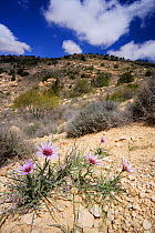 Desert landscape with Oyster plant / Purple Salsify (Tagopogon porrifolius) flowering in foreground, Dana Biosphere Reserve, Jordan, April 2009
