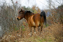 Domestic horse, a rare native bay Kiso gelding standing in a forest, Kiso County, Nagano Prefecture, Japan. 2009