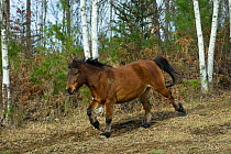 Domestic horse, a rare native bay Kiso gelding running in a forest, Kiso County, Nagano Prefecture, Japan. 2009