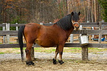 Domestic horse, a rare native bay Kiso stallion with head collar, standing in paddock, Kiso County, Nagano Prefecture, Japan. 2009