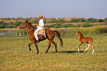 A traditional dressed Indian man rides a rare and traditionally dressed Kathiawari mare followed by her filly foal near a lake, in Chotila, Gujarat, India. 2010