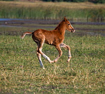 Rare Kathiawari filly foal (aged one week) running near a lake, in Chotila, Gujarat, India. 2010