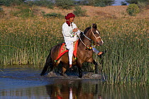 A traditionall dressed Indian man rides a rare and traditionally dressed Kathiawari mare in a lake, in Chotila, Gujarat, India. 2010