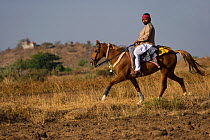 An Indian man rides a rare and traditionally dressed Kathiawari mare in revaal (a lateral gait), in Gadhada, Gujarat, India. 2010
