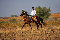 A young Indian man rides a rare and traditionally dressed Kathiawari mare in revaal (a lateral gait), in Gadhada, Gujarat, India. 2010