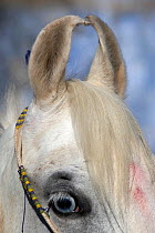 Close up of the curved ears of a rare Cremello Kathiawari mare, in Jasdan, Gujarat, India. 2010