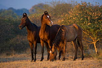 Two rare Kathiawari mares and a stallion (on the left) stand attentive with their ears curved, in Jasdan, Gujarat, India. 2010