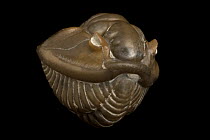 Fossil of Flexicalymene meeki trilobite rolled up,  Ordovician period, from the Richmond formation strata of Mount Orab, Ohio, USA