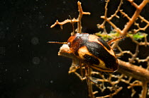 Water beetle (Graptodytes pictus) Herefordshire, UK