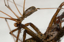 Close up of Daddy longlegs spider (Pholcus phalangioides) feeding on the far larger House spider (Tegenaria sp.) UK