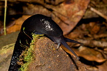 Black keel back slug (Limax cinereoniger) Carmarthenshire, Wales, UK