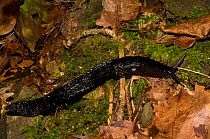 Black keel back slug (Limax cinereoniger) Carmarthenshire, Wales, UK