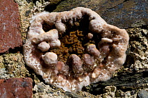 Dry rot (Serpula lacrymans) fruiting body producing droplets of water during the growth phase. This allows it to push through masonary and wood. UK