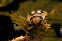 Water beetle (Nebrioporus elegans) Herefordshire, UK