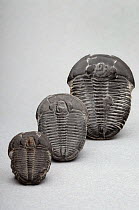 Fossils of Elrathia kingi trilobite, from the Wheeler Shale, Utah, USA (size: 17-32mm)